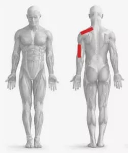 Schemă de aplicare Omstrip® — Cervicobrahialgie